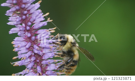 クガイソウの蜜を吸うオオマルハナバチの雄 クガイソウの蜜を吸うオオマルハナバチの雄 121323871