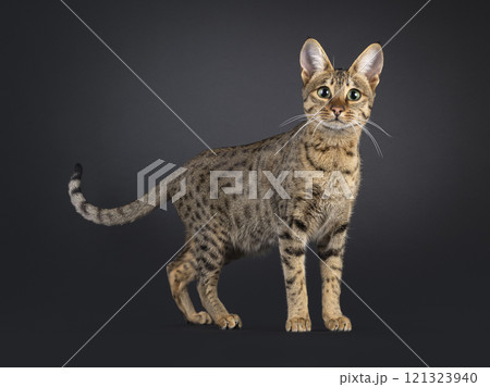 Savannah cat on black background Savannah cat on black background 121323940