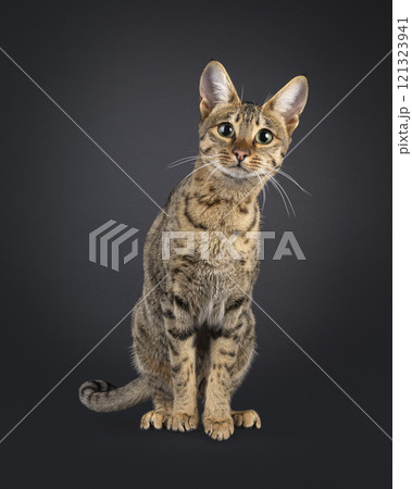 Savannah cat on black background 121323941