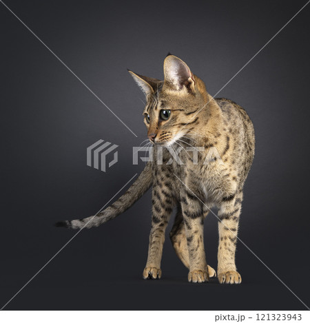 Savannah cat on black background 121323943