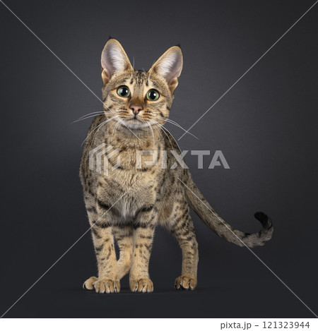 Savannah cat on black background Savannah cat on black background 121323944