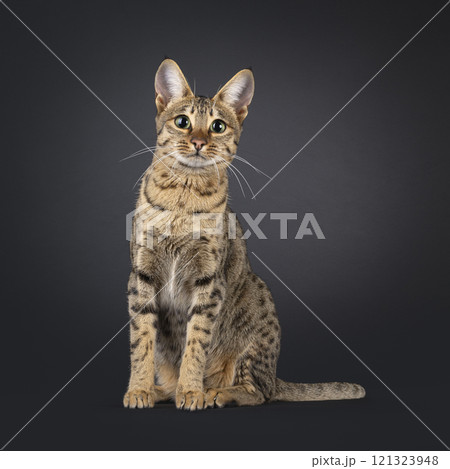 Savannah cat on black background 121323948