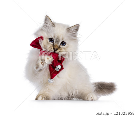 Sacred Birman cat kitten on white background Sacred Birman cat kitten on white background 121323959