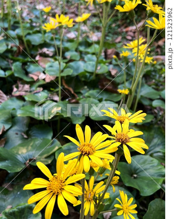 黄色い花、黄色い石蕗の花、黄色いツワブキの花、森の中の石蕗の花 121323962
