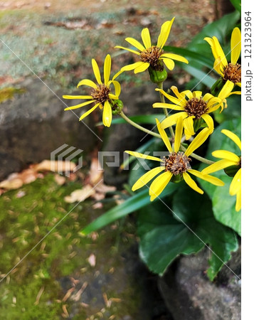 黄色い花、黄色い石蕗の花、黄色いツワブキの花、森の中の石蕗の花 121323964