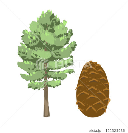 Hand drawn coniferous pine cone tree and cone isolated on white background. Conifer with snow in winter nature outdoor for holiday background. Fir and pine trees for winter Christmas design Hand drawn coniferous pine cone tree and cone isolated on white background. Conifer with snow in winter nature outdoor for holiday background. Fir and pine trees for winter Christmas design 121323986
