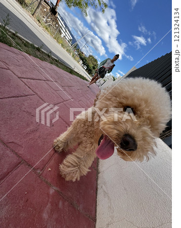 A Playful Dog Enjoying a Bright and Sunny Day with a Friendly Walker Nearby in the Park 121324134