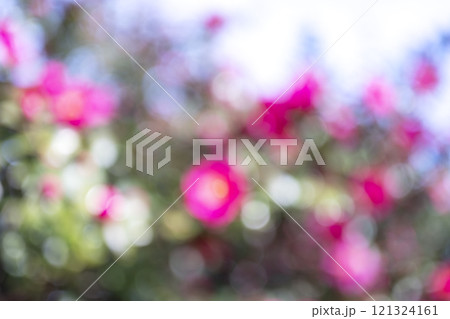 ピンク 花 冬 木漏れ日 アウトフォーカス  背景素材 121324161