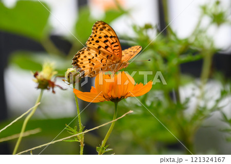 キバナコスモスとツマグロヒョウモン キバナコスモスとツマグロヒョウモン 121324167