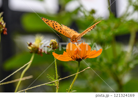 キバナコスモスとツマグロヒョウモン キバナコスモスとツマグロヒョウモン 121324169