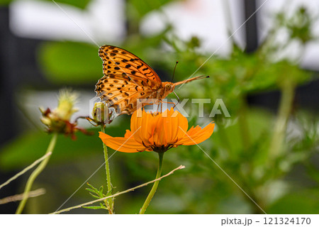 キバナコスモスとツマグロヒョウモン キバナコスモスとツマグロヒョウモン 121324170