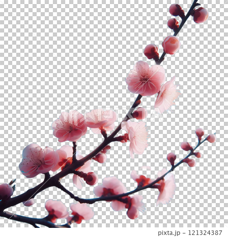 粉紅色的梅花在柔軟的雪地上顯得格外醒目 121324387