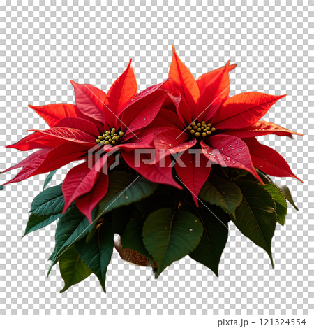 鮮やかな赤と緑が映えるポインセチア 鮮やかな赤と緑が映えるポインセチア 121324554