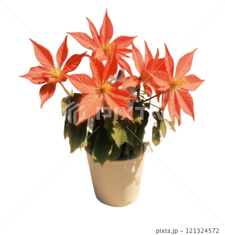 鮮やかな赤と緑が映えるポインセチア 鮮やかな赤と緑が映えるポインセチア 121324572