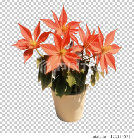 鮮やかな赤と緑が映えるポインセチア 鮮やかな赤と緑が映えるポインセチア 121324572