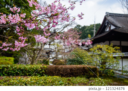 河津桜のある風景　雲龍院 121324876
