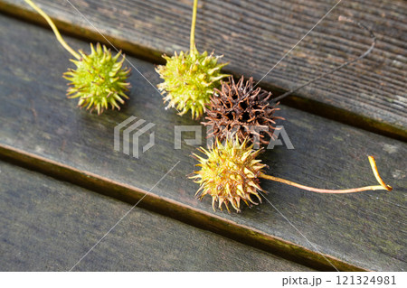 ベンチに並べられたモミジバフウの実 121324981