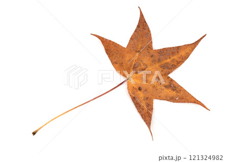 白バックの上にある紅葉したフウの葉っぱ 121324982