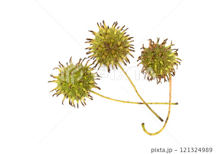 白バックの上にある緑色のフウの実 121324989