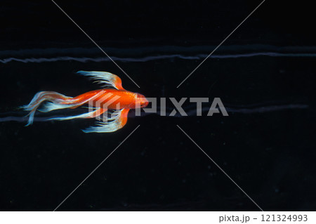 Red Koi fish carp isolated on black background. 121324993