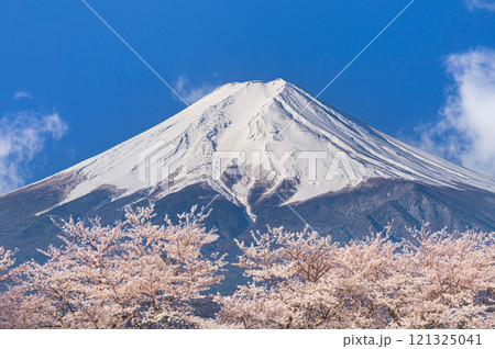 桜咲く新春の富士山 121325041