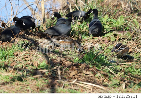 冬の川岸の土手で餌を探したり休憩するオオバンのヒドリガモの群れ 121325211