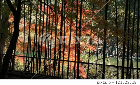 炎のように燃える紅葉 121325319