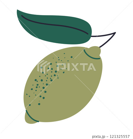 Vector illustration of green lime with leaf. Fresh, tropical citrus fruit with vibrant color, perfect for food, drinks, and botanical designs. Doodle in flat cartoon style, isolated colored clipart Vector illustration of green lime with leaf. Fresh, tropical citrus fruit with vibrant color, perfect for food, drinks, and botanical designs. Doodle in flat cartoon style, isolated colored clipart 121325557