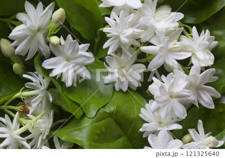 White jasmine flowers blooming White jasmine flowers blooming 121325640