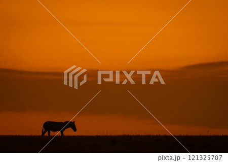 Plains zebra walks silhouetted along sunset horizon Plains zebra walks silhouetted along sunset horizon 121325707
