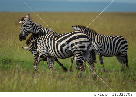 Plains zebras play fight on grass plain 121325708