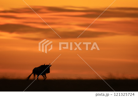 Slow pan of blue wildebeest at sunset 121325724