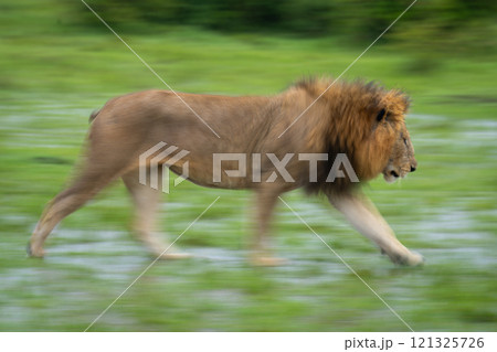 Slow pan of male lion traversing grass 121325726