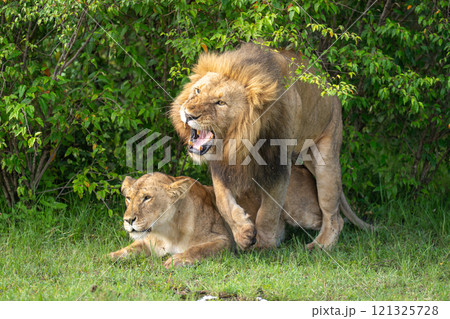 Snarling lion steps off female after mating 121325728