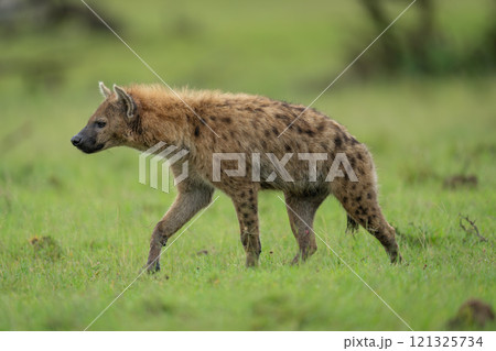 Spotted hyena crosses short grass lifting forepaw Spotted hyena crosses short grass lifting forepaw 121325734