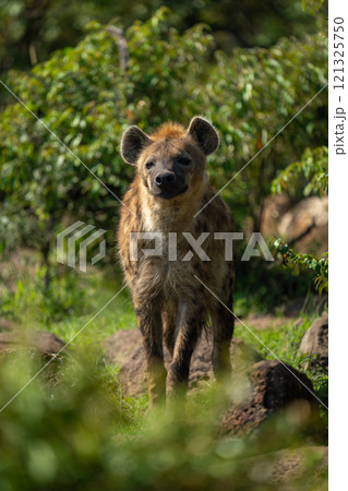 Spotted hyena stands squinting amongst leafy bushes 121325750