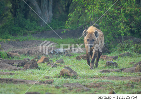 Spotted hyena walks towards camera through rocks Spotted hyena walks towards camera through rocks 121325754