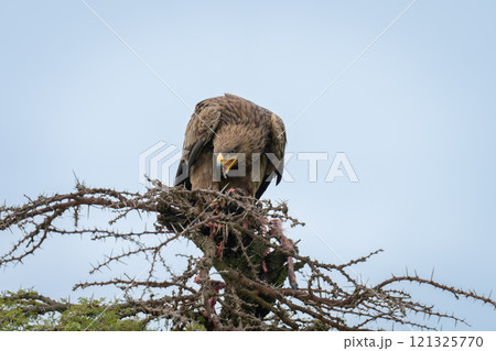 Steppe eagle eats kill on whistling thorn 121325770