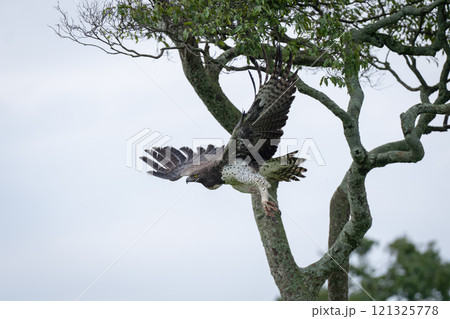 Steppe eagle flying down from lichen-covered tree 121325778