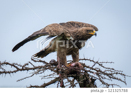 Steppe eagle lifts wings on whistling thorn Steppe eagle lifts wings on whistling thorn 121325788