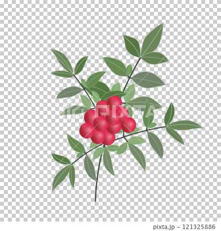 南天の枝のイラスト 121325886