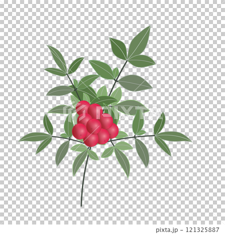 南天の枝のイラスト 121325887