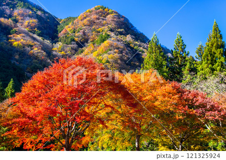 埼玉県秩父市大滝　奥秩父荒川支流の紅葉の名所大血川渓谷の紅葉もみじと山の景色 121325924