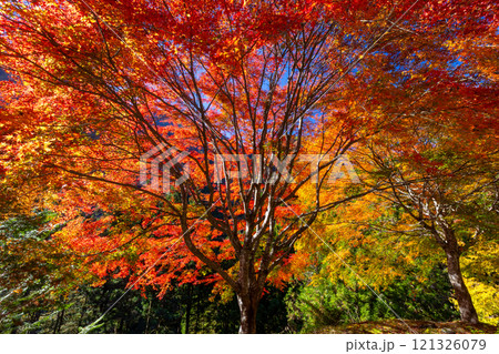 埼玉県秩父市大滝　奥秩父荒川支流の紅葉の名所大血川渓谷の逆光の鮮やかな紅葉もみじ 121326079
