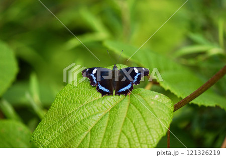 ルリタテハ 121326219