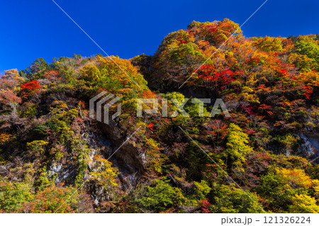 埼玉県秩父市大滝　奥秩父荒川沿い彩甲斐街道雁坂みちに隣接する大血川橋付近の紅葉 121326224