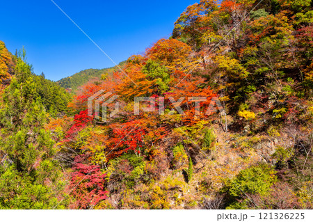 埼玉県秩父市大滝　奥秩父荒川沿い彩甲斐街道雁坂みちに隣接する大血川橋付近の紅葉 121326225