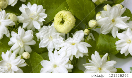 White jasmine flowers bloom naturally. 121326292