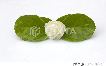 Fresh jasmine flowers Fresh jasmine flowers 121326308