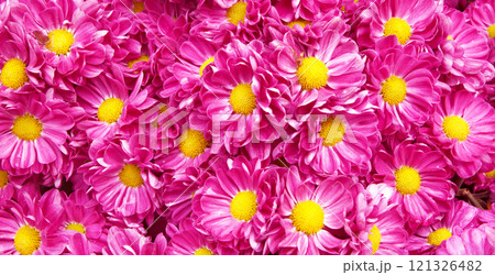 Pink chrysanthemum flowers 121326482